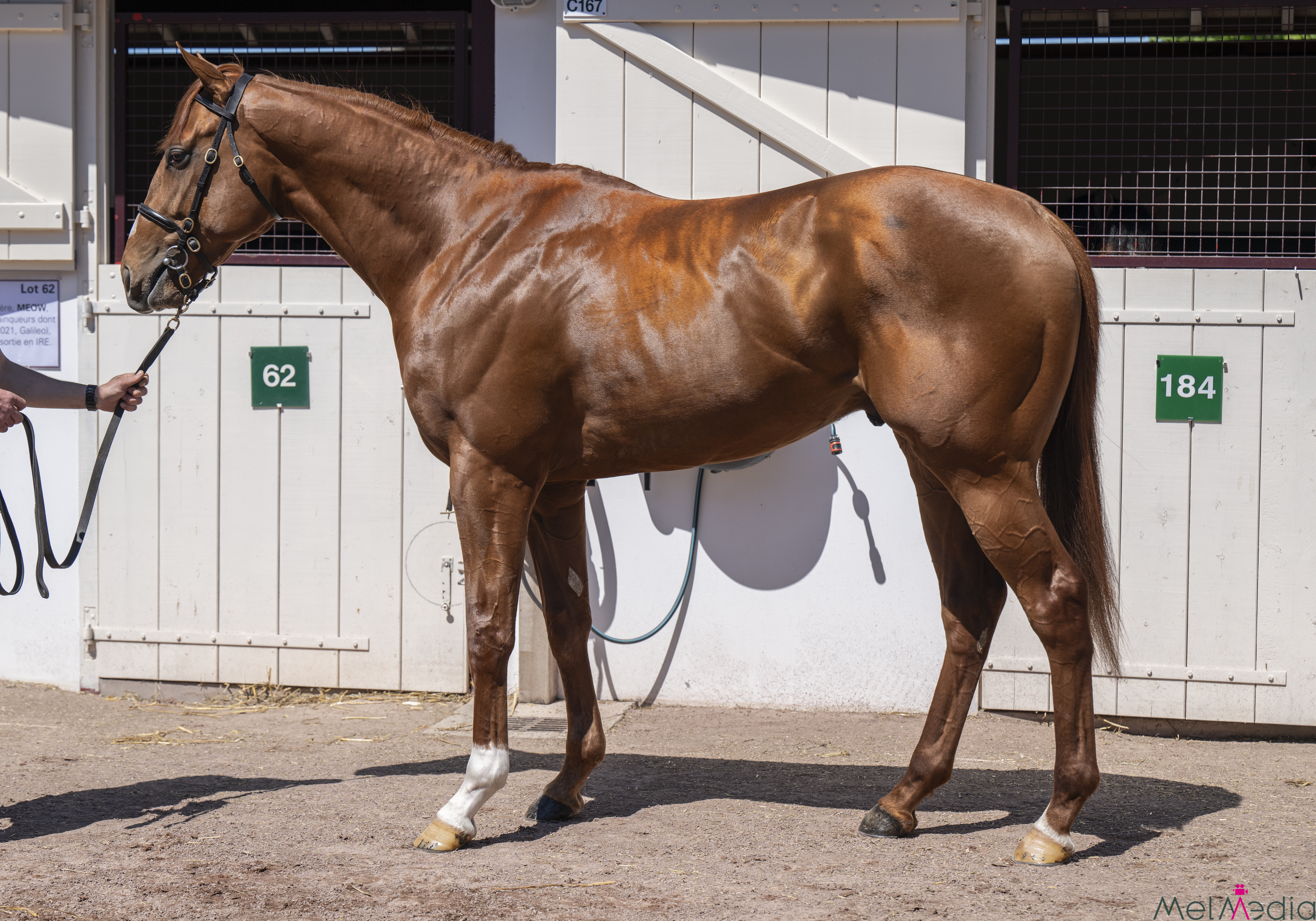 22J-x-Curlylocks.jpg#asset:54430