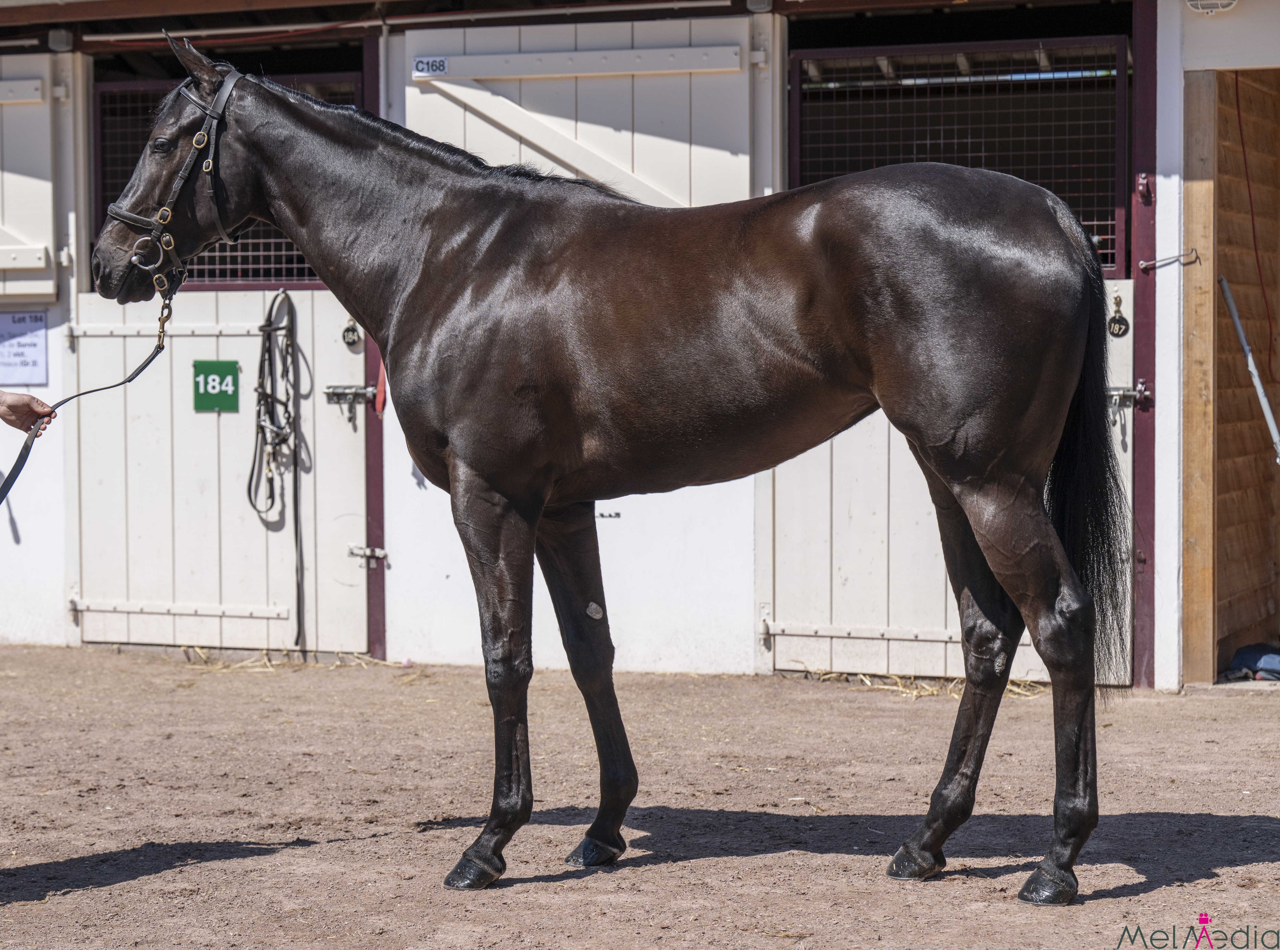 22J-x-SarahLynx.jpg#asset:54431