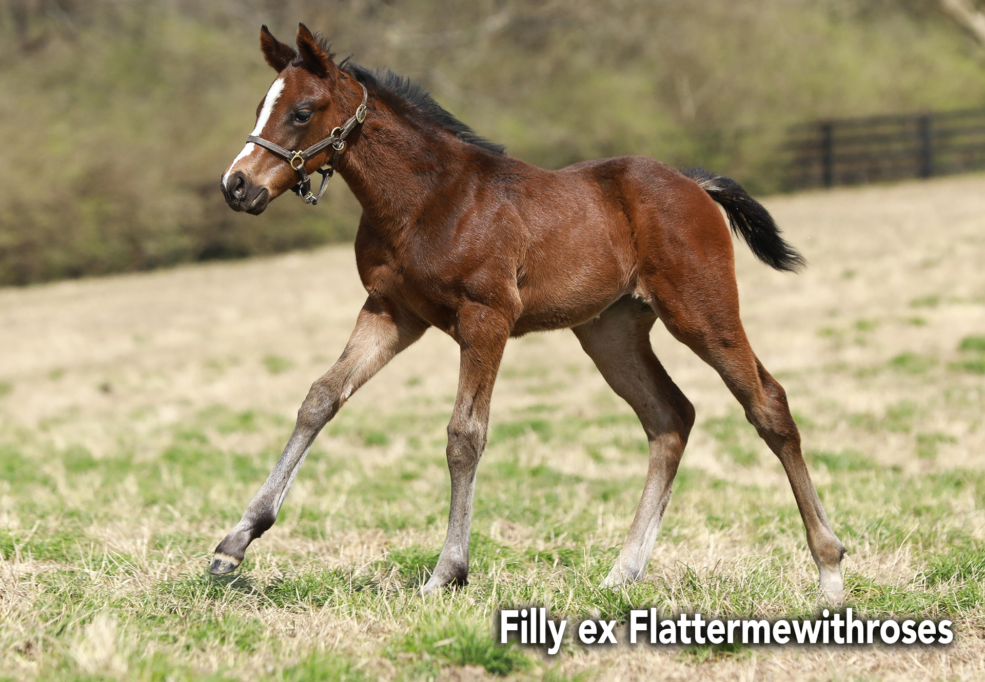 Classic-Filly-ex-Flattermewithroses.jpg#asset:18589