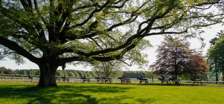 Balldyoyle Carousel 4