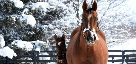 Coolmore America About Us Carousel 4