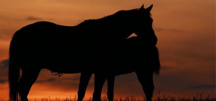 Coolmore America About Us Carousel 5