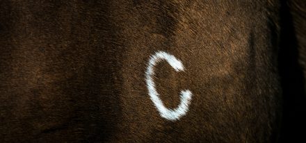 Australia Farm Carousel (C Brand)