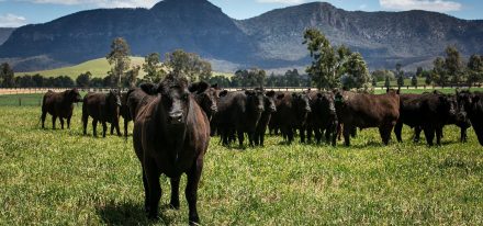 Australia Farm Carousel (Cattle)
