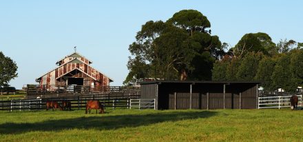 Coolmore Mt White 030 Web