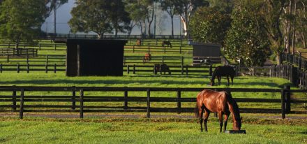 Coolmore Mt White 052 Web 2