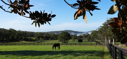 Coolmore Mt White 111 Web