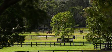 Coolmore Mt White 169 Web