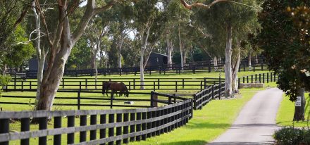 Coolmore Mt White 221 Web