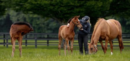Coolmore Stud Friday 230609 163 © Zuzanna Lupa