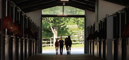 Coolmore Stud Friday1 230609 93 © Zuzanna Lupa