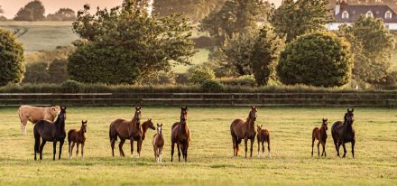 Ireland Boarding Carousel 2
