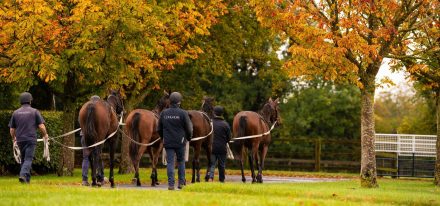 Ireland Boarding Carousel 3