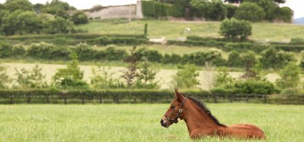 Ireland Farm Carousel (Foal)