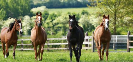 Ireland Farm Carousel (Yearlings)