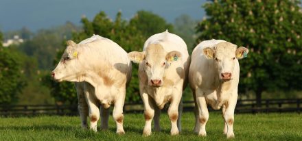 Ireland Farm Carousel (Cattle)