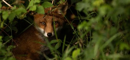 Ireland Farming Carousel 2