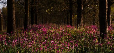 Ireland Farming Carousel 5