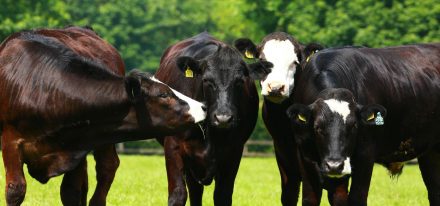Ireland Farming Carousel 6