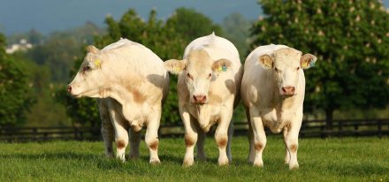 Ireland Farming Carousel 7