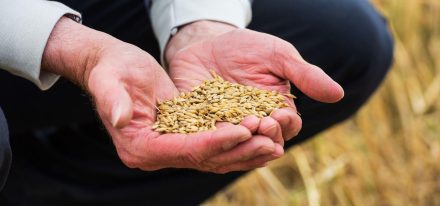 Ireland Farming Carousel