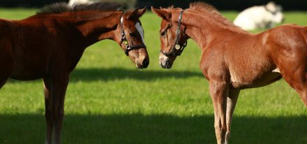 Ireland Farm Carousel (Foals)