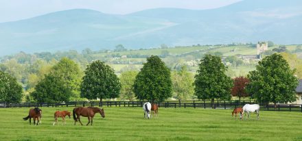 Ireland Farm Carousel (Mares & Foals)