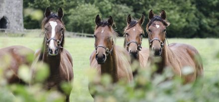 Ireland Farm Carousel (Yearlings)