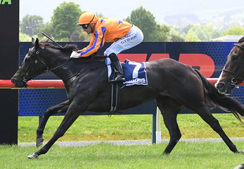 Avantaggia wootton basset