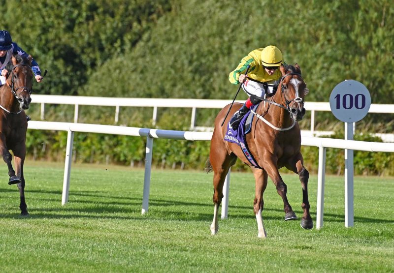 Bingo Bronson (Gleneagles) Impresses On Debut At Leopardstown