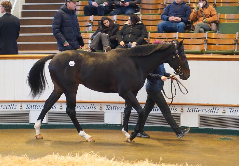 Blackbeard X Pollyana Colt Tattersalls December Yearling Sale