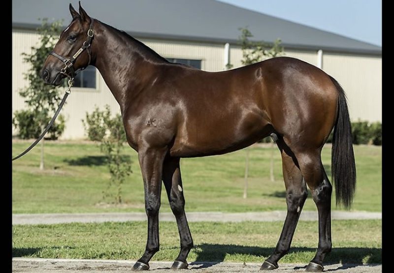 Fastnet Rock ex Rose Of Cimmaron colt conformation shot
