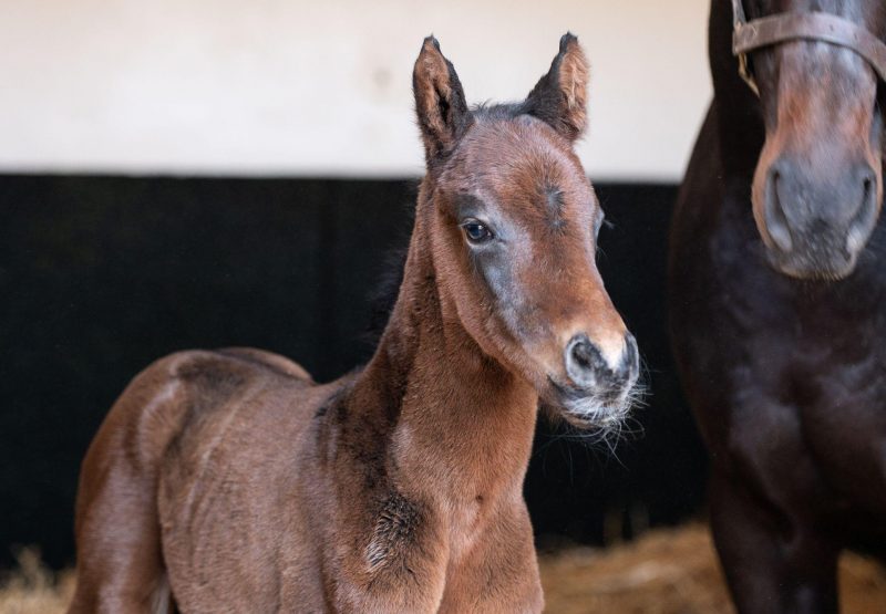 Cot X Ritournelle Foal