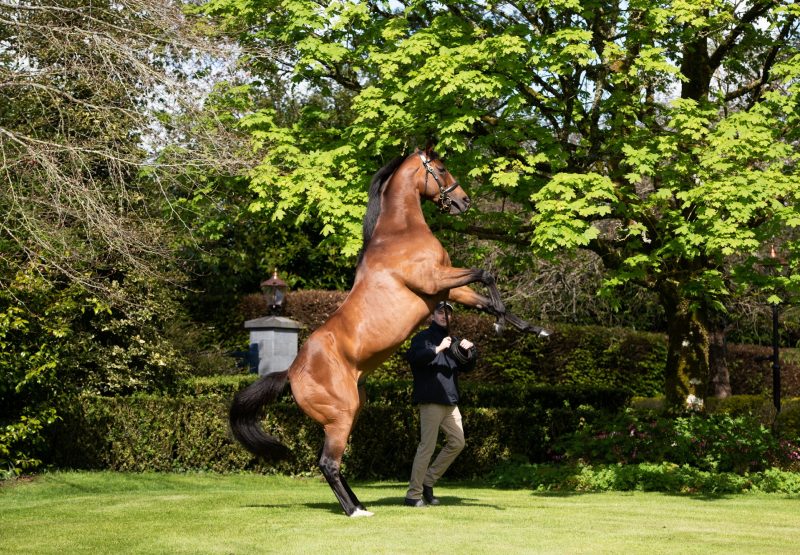 Highland Reel rearing