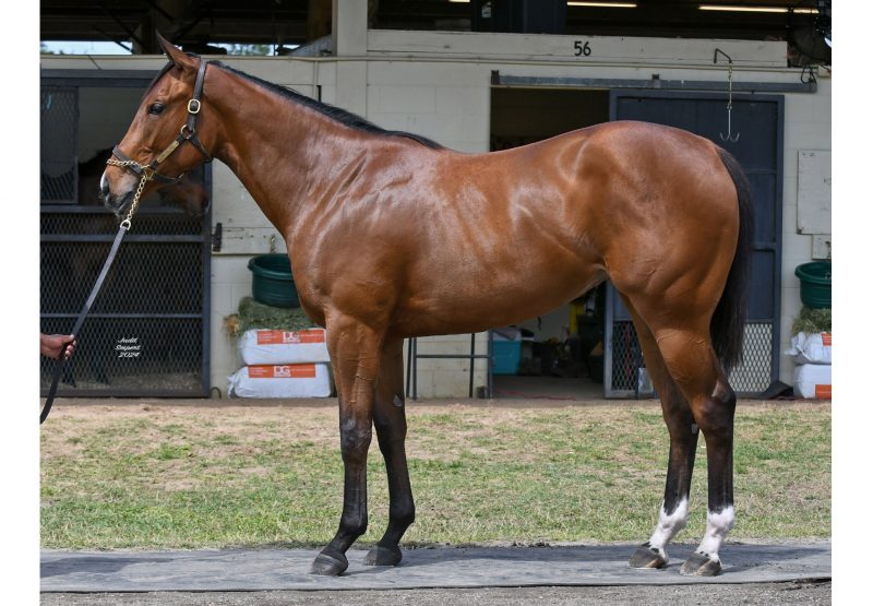 Tiz The Law ex Moonlight Sky 2YO filly conformation shot