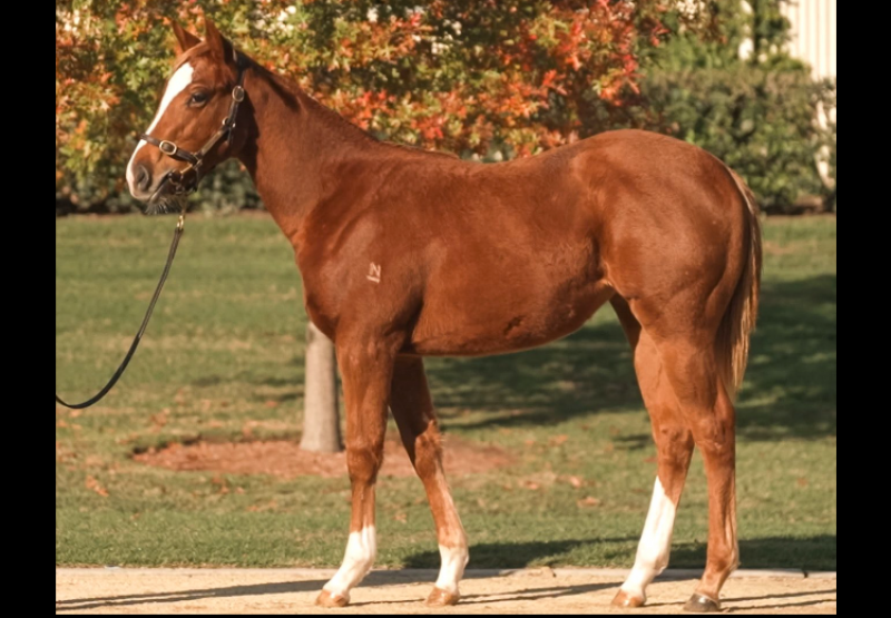 Home Affairs X Witherspoon 750