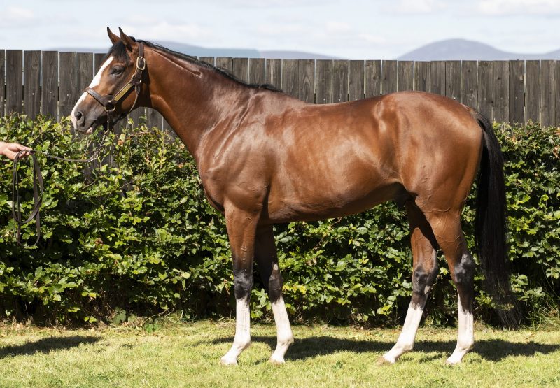 In Swoop Conformation Shot 2022