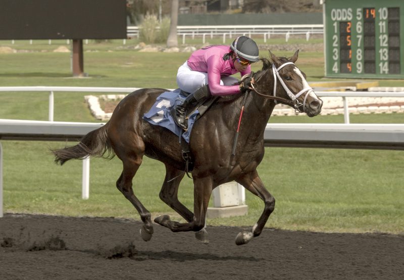 Into Classic (Classic Empire) Wins Golden Gate Maiden
