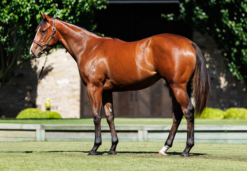 Justify X Bella Rosa 750