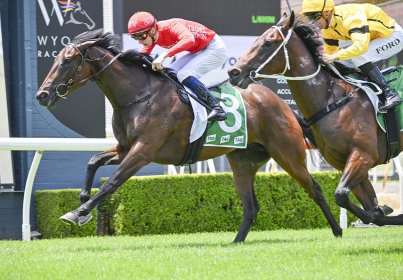 Kujenga (Kings Legacy) Wyong 750