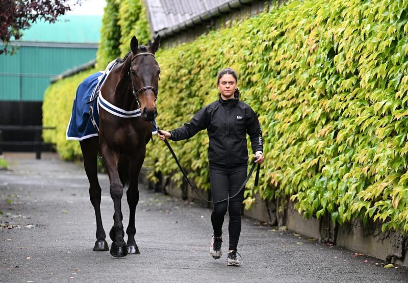 Lot 42 Bentraghhill (getaway) Tattersalls 29525 8