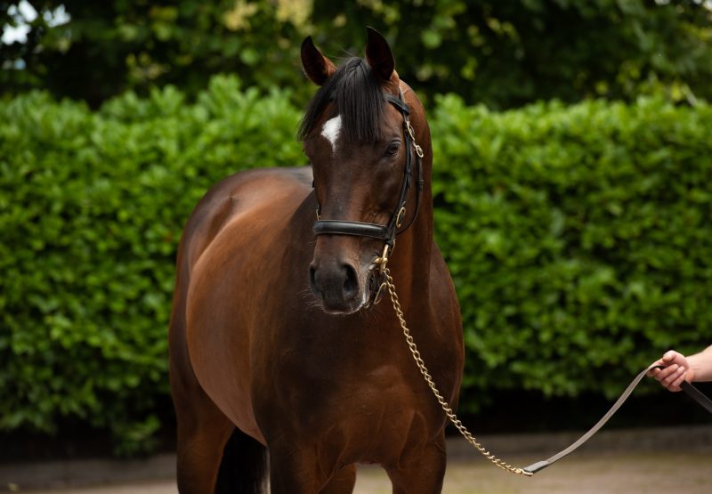 Order Of St George  Dom4688