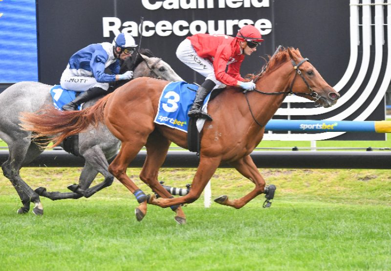 Palm Angel (STARSPANGLEDBANNER) Blue Diaomnd Prelude 750