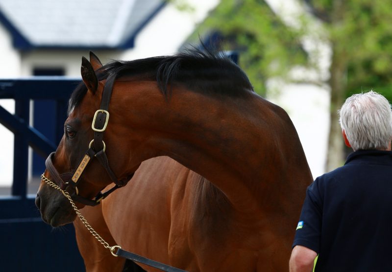 Rock Of Gibraltar head shot