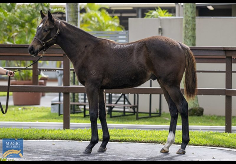 So You Think X Salina conformation shot