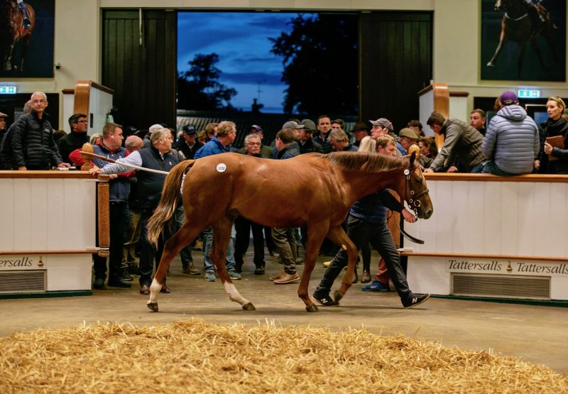 Saxon Warrior Colt X Alice Liddel