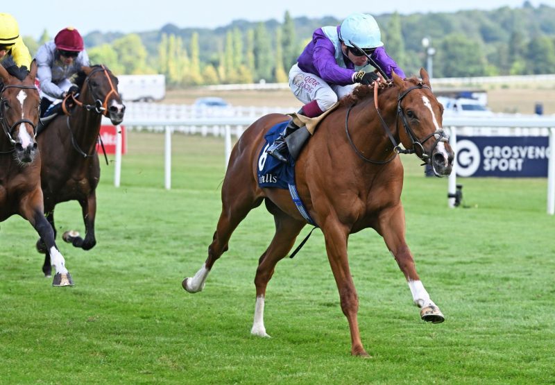 Venetian Prince (St Marks Basilica) Newbury