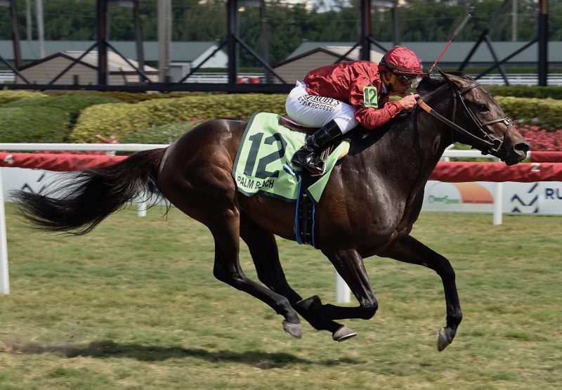Vitalogy (No Nay Never) winning the Gr.3 Palm Beach Stakes at Gulfstream Park