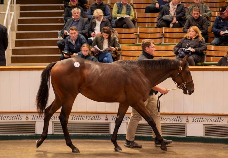 Wootton Bassett X Qabala Colt Tattersalls Book 1