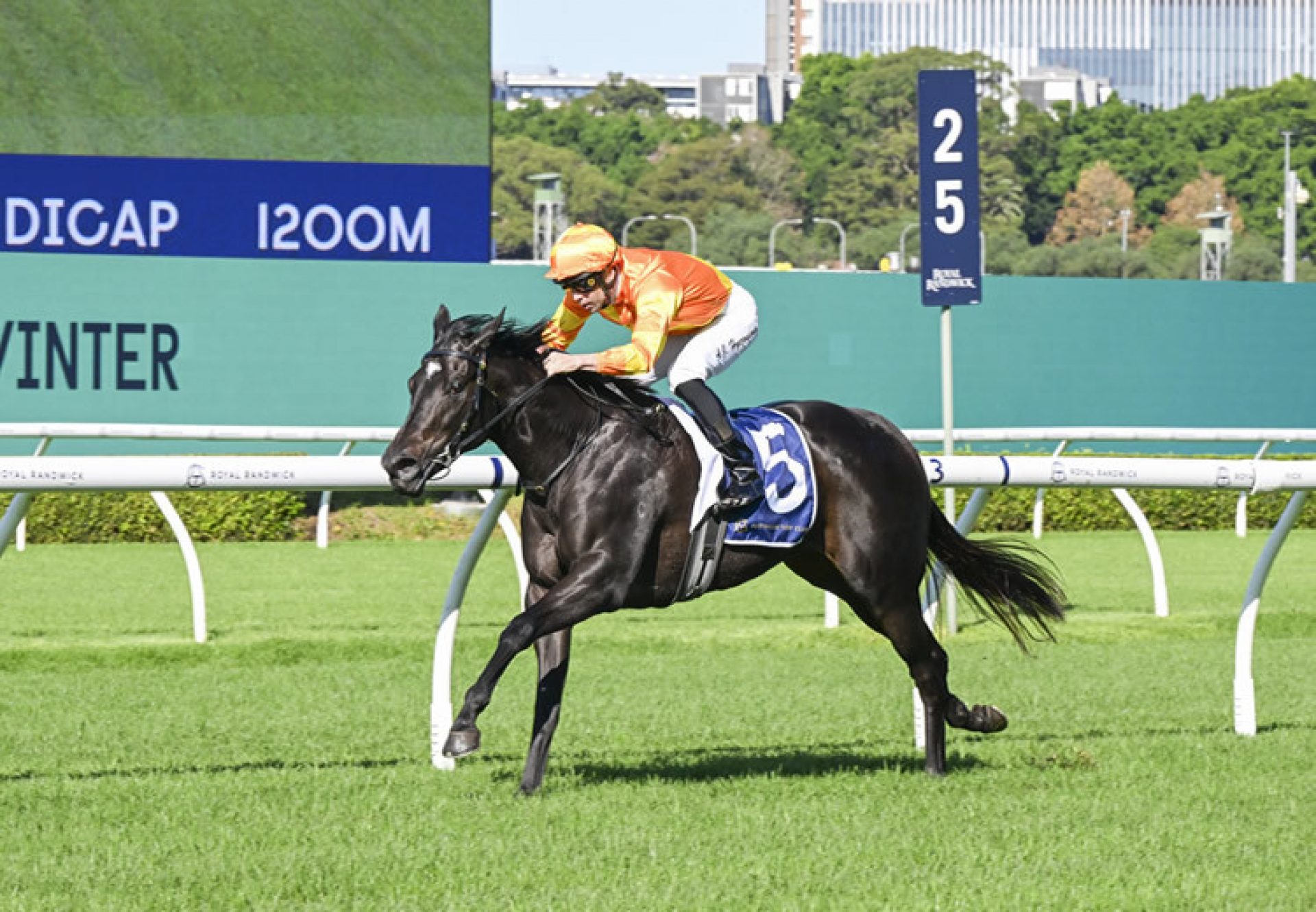 Agarwood (wootton bassett) Randwick 750